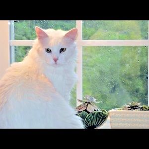 🆕 White Turkish Angora Cat  BOGO  you will receive a 8 X 10  and a free 4X6